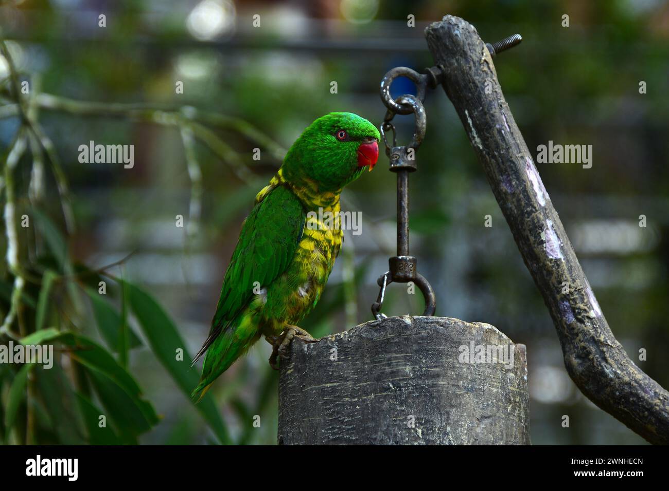 Portrait d'un perroquet mâle Eclectus, perroquet originaire d'Australie. Banque D'Images