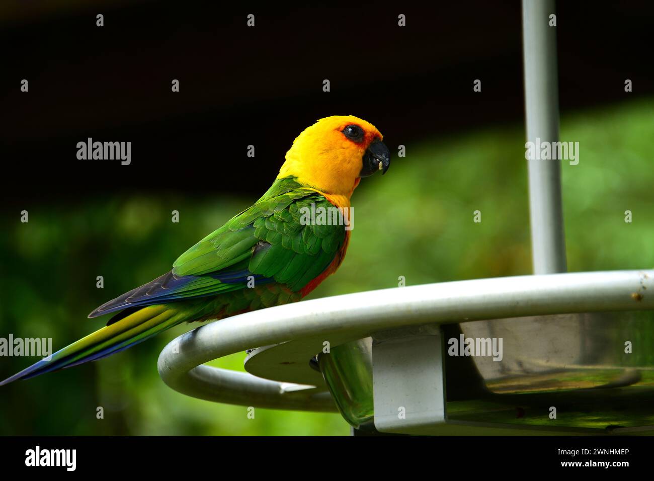 Portrait d'un perroquet mâle Eclectus, perroquet originaire d'Australie. Banque D'Images