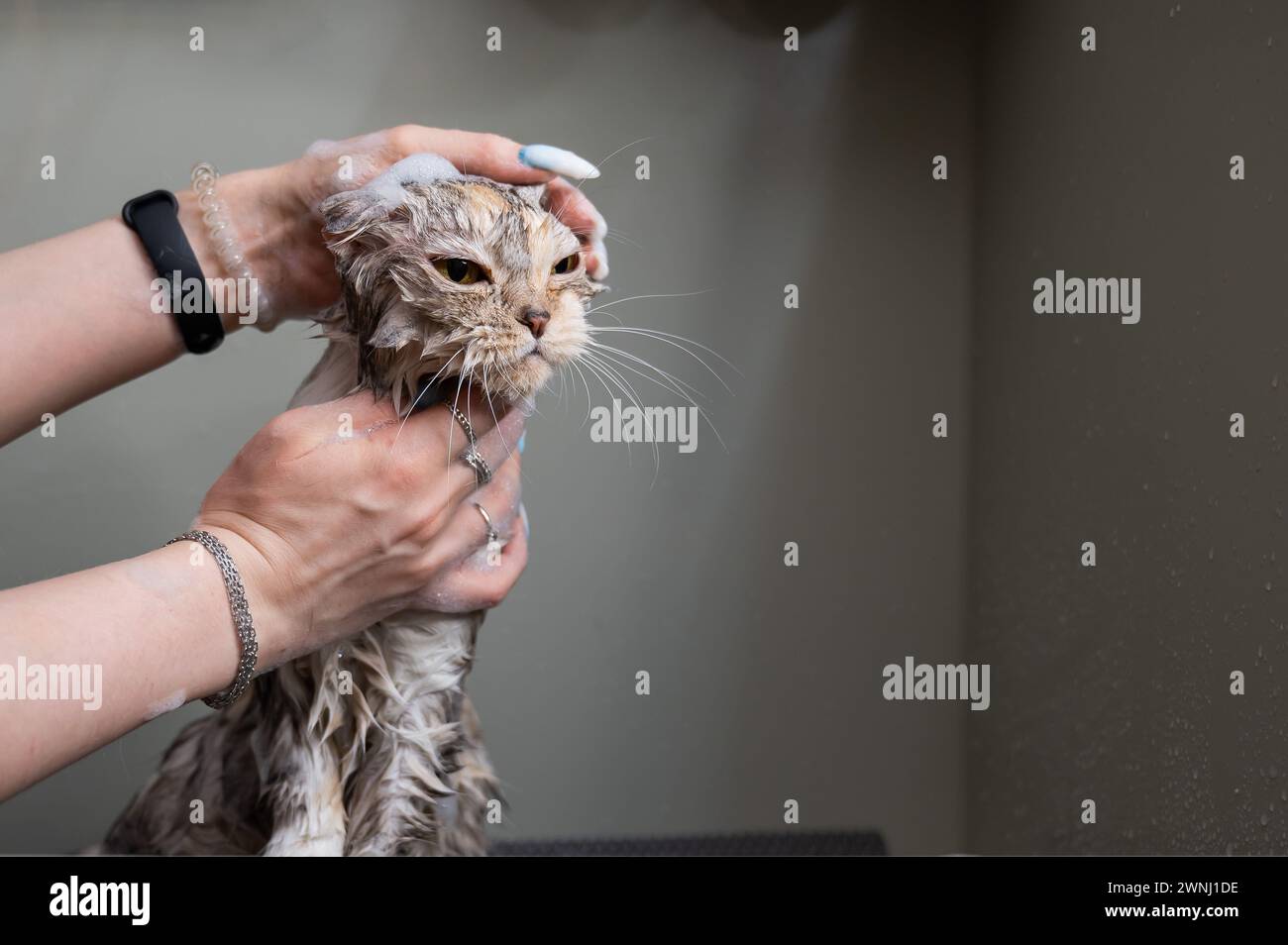 Femme champotant un chat gris tabby dans un salon de toilettage. Banque D'Images