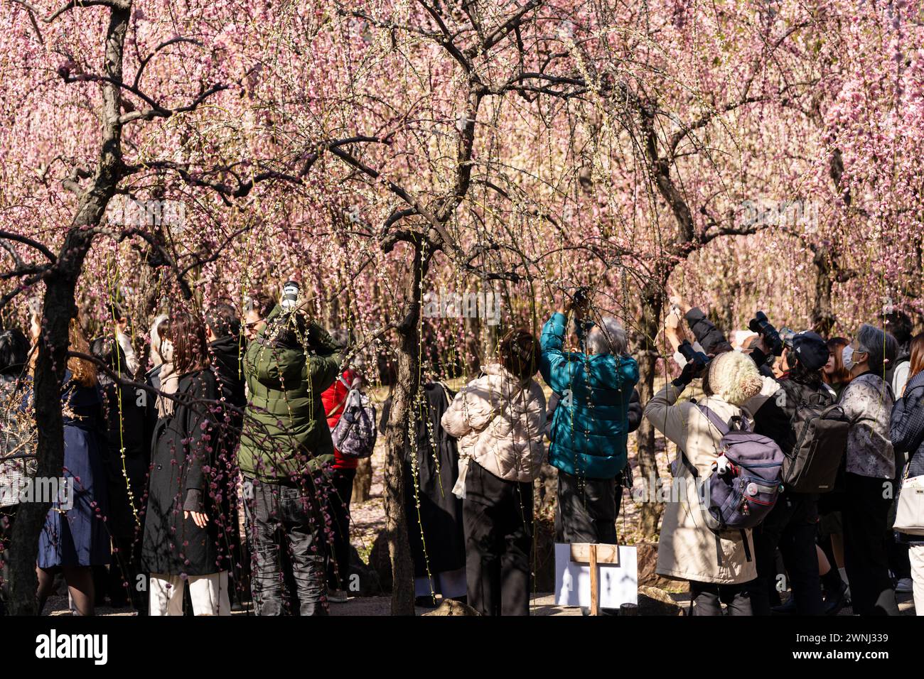 Les gens du jardin japonais Jonangu Shrine prennent des photos de fleurs de pruniers pleurant. Banque D'Images