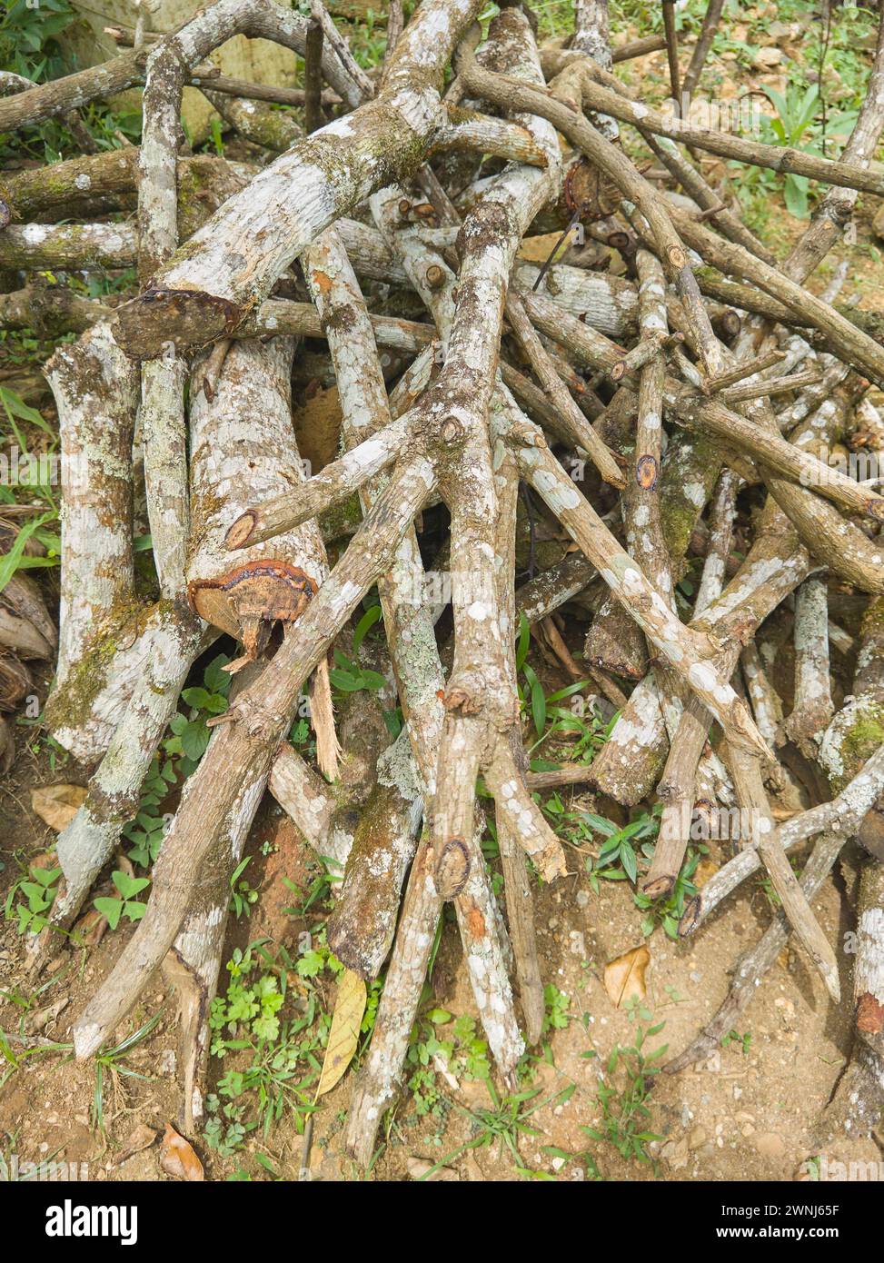 pile de bois de chauffage de manguier haché, préparation pour l'hiver, cheminée ou poêle, couper des bûches d'arbre à la scierie pour le bois naturel de combustible alternatif dans le Banque D'Images