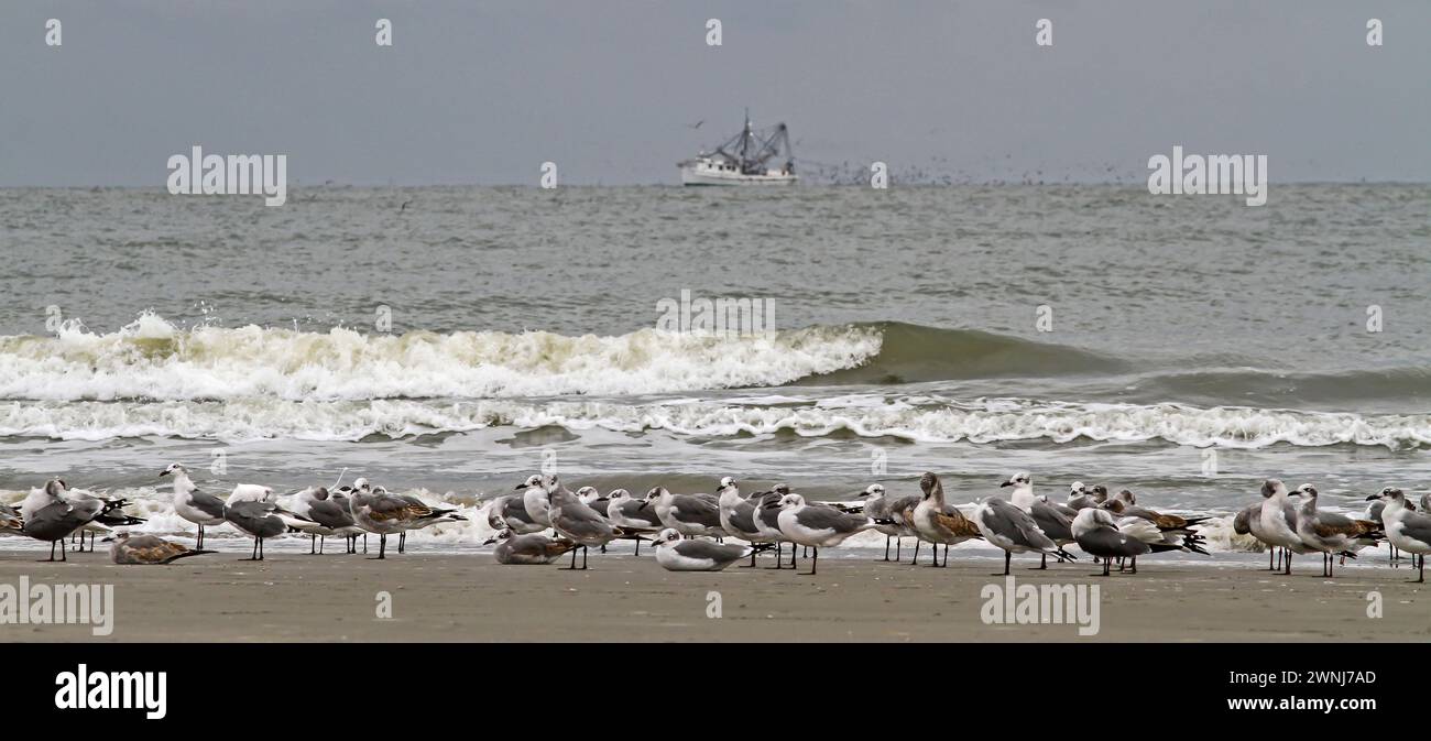 Les mouettes se prélassent sur le rivage de Kiawah Island, en Caroline du Sud, tandis qu'un bateau de crevettes passe par un jour nuageux. Banque D'Images