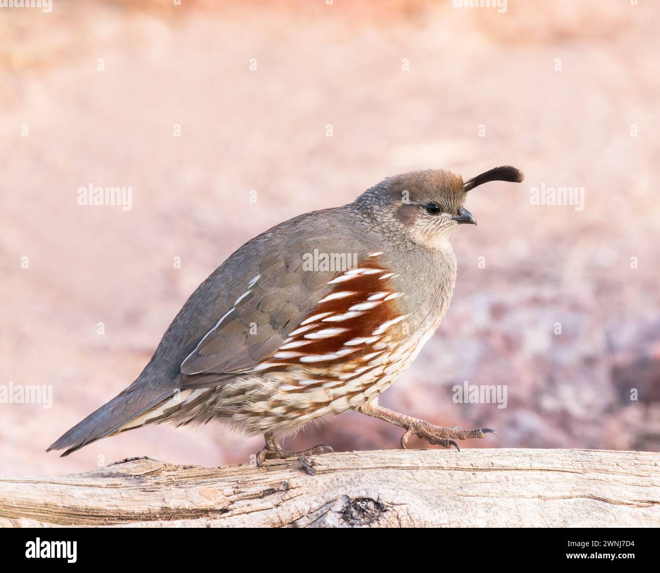 Une femelle Gambel's Quail marche le long d'une bûche Banque D'Images