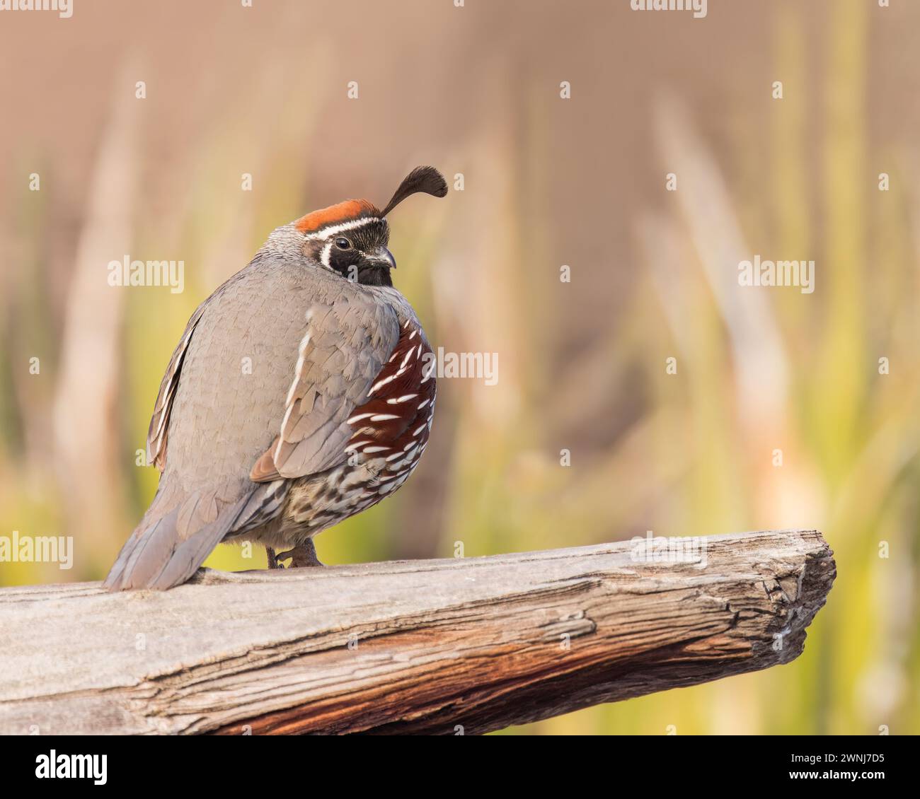 Une caille de Gambel mâle se tient sur une bûche altérée. Banque D'Images