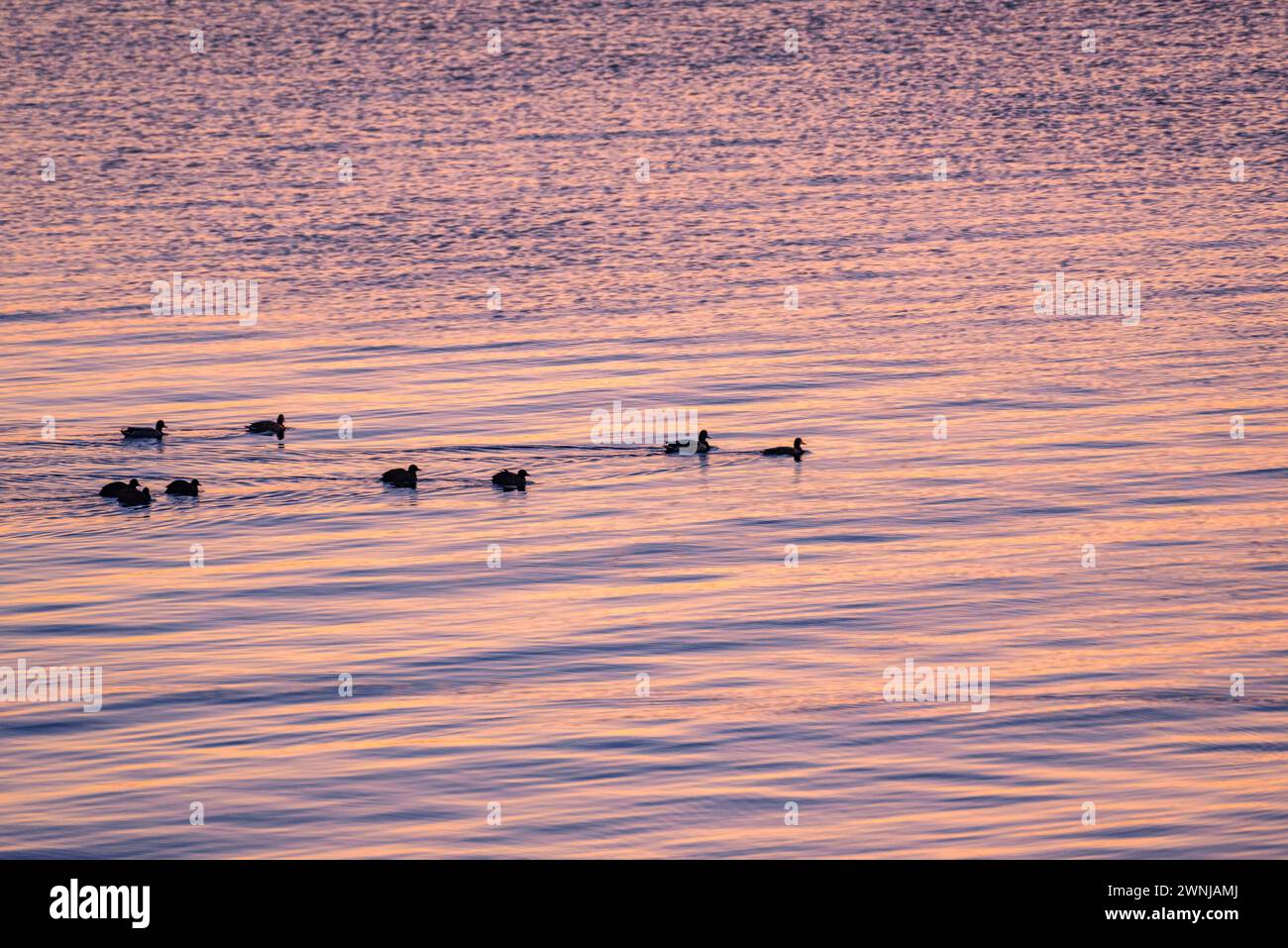 Quelques canards au lever du soleil sur l'Èbre vu du point de vue de Zigurat, à l'embouchure de l'Èbre (Tarragone, Catalogne, Espagne) Banque D'Images