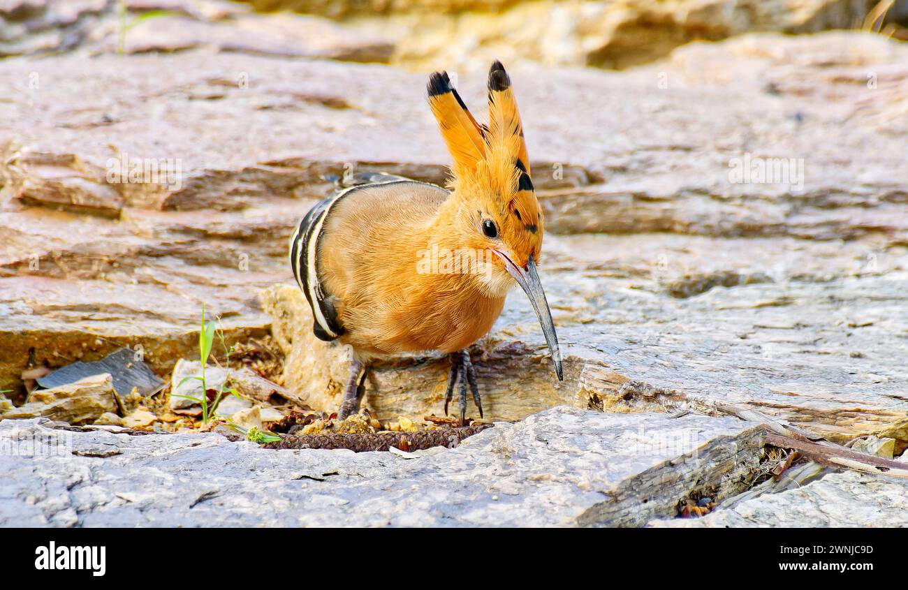 Hoopoe eurasien (Upupa epops) fouillant les oiseaux sur la roche dans le sud de la Thaïlande. Banque D'Images