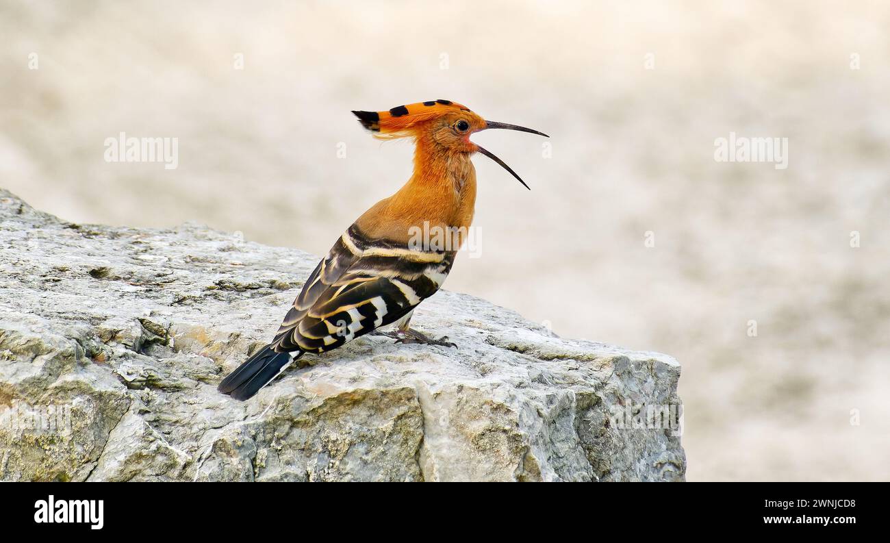 Hoopoe eurasien (Upupa epops) fouillant les oiseaux sur la roche dans le sud de la Thaïlande. Banque D'Images