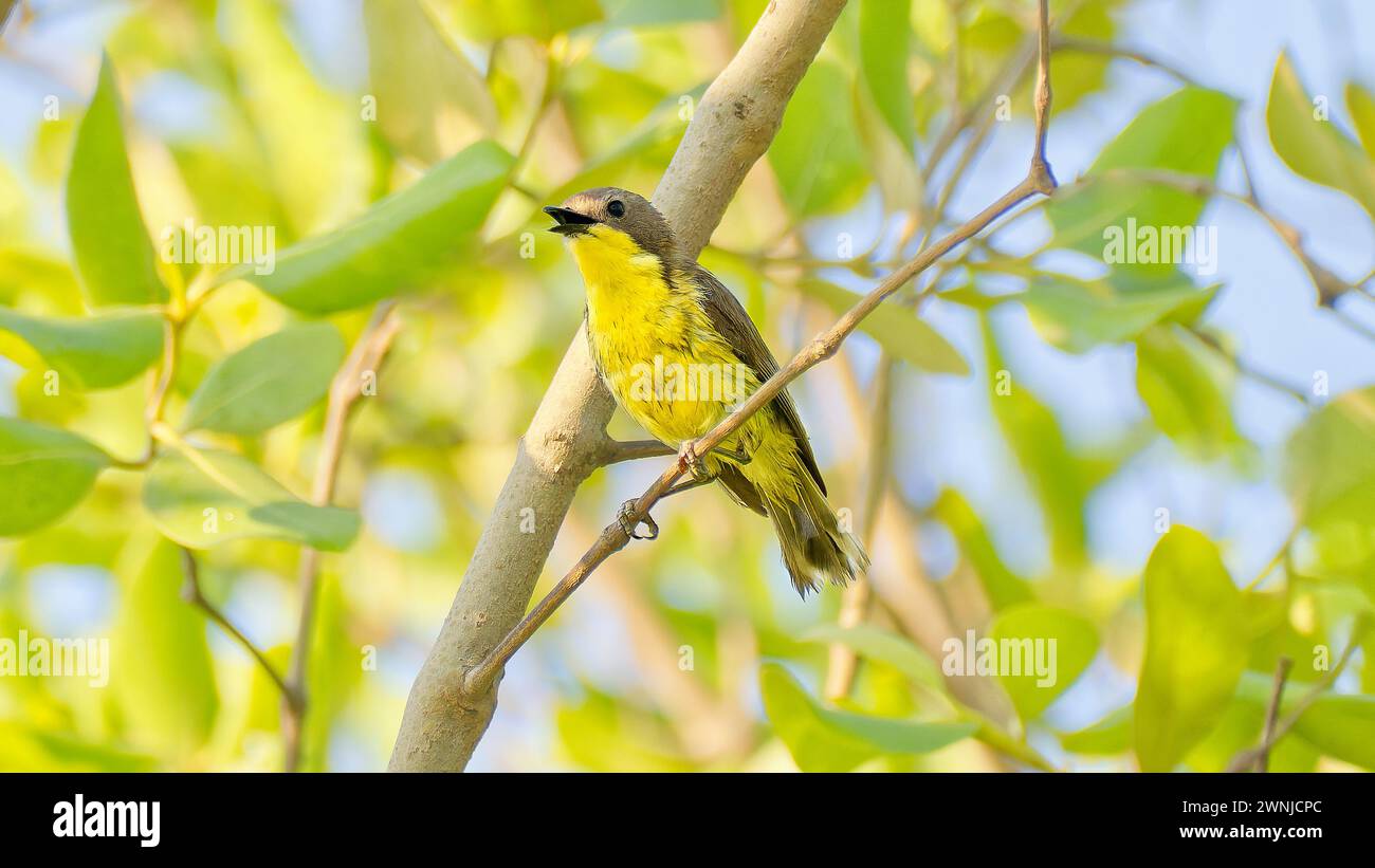 Gerygone à ventre doré (Gerygone sulphurea) oiseau perché sur une brindille dans un arbre feuillu dans le sud de la Thaïlande Banque D'Images