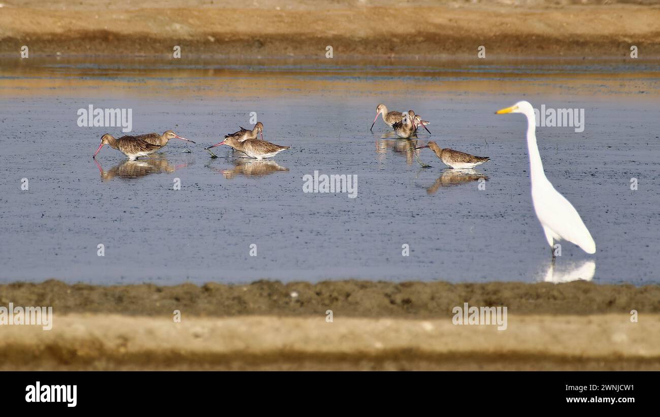 Un groupe d'oiseaux nudwits à queue noire (Limosa limosa) dans les salines du sud de la Thaïlande Banque D'Images
