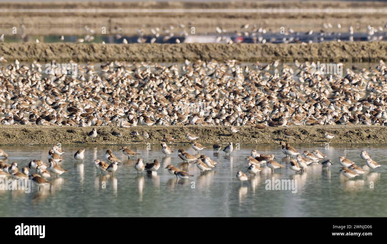 Des centaines d'oiseaux de rivage dans un groupe de masse en eau peu profonde dans les marais salants à Pak Thale, Thaïlande Banque D'Images