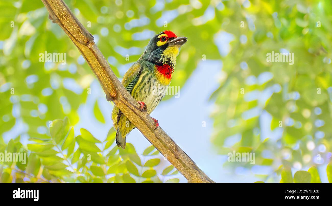 Barbet de cuivre (Psilopogon haemacephalus) oiseau coloré perché dans un arbre dans le sud de la Thaïlande Banque D'Images