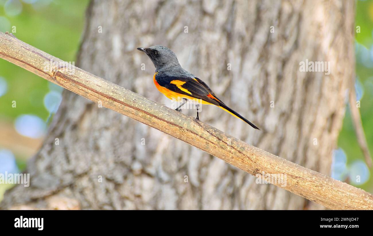 Oiseau minivet écarlate (Pericrocotus speciosus) perché dans un arbre dans le sud de la Thaïlande Banque D'Images