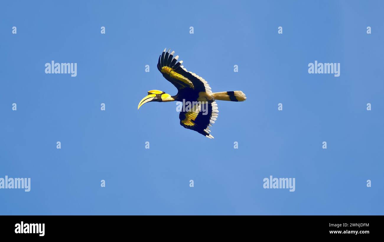 Grand Hornbill (Buceros bicornis) oiseau volant à travers le ciel bleu clair dans le parc national de Kaeng Krachan, Thaïlande Banque D'Images
