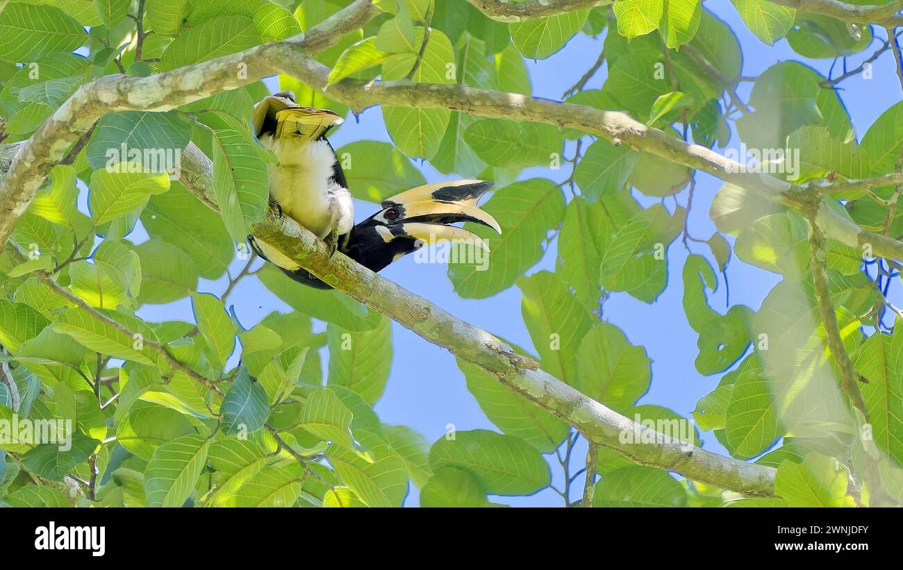 Oiseau oriental pied Hornbill (Anthracoceros albirostris) perché dans un arbre vert feuillu dans le parc national de Kaeng Krachan, Thaïlande Banque D'Images
