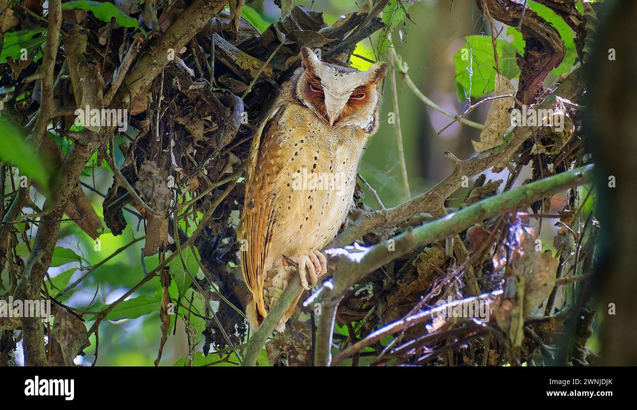 Oiseau Scops-Owl à fronts blancs (Otus sagittatus) reposant dans un arbre à la lumière du jour dans le parc national de Kaeng Krachan, Thaïlande Banque D'Images