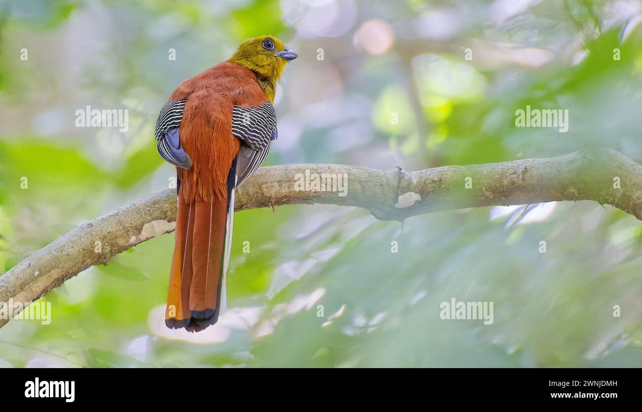 Oiseau trogon à poitrine orange (Harpactes oreskios) perché sur une branche d'arbre à l'ombre dans le parc national de Kaeng Krachan, Thaïlande. Banque D'Images