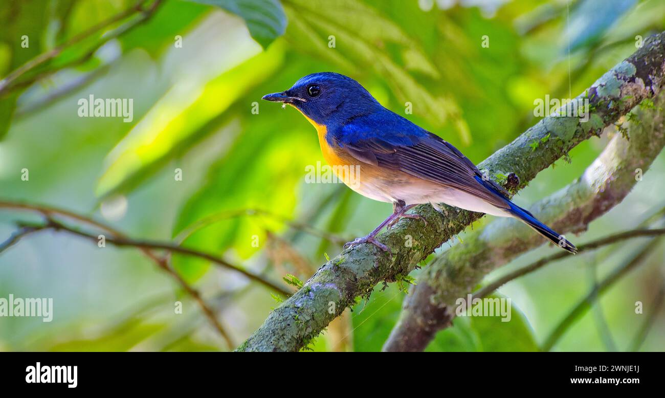 Oiseau catcheur bleu de colline (Cyornis whitei) perché sur branche à l'ombre dans le parc national de Kaeng Krachan, Thaïlande Banque D'Images