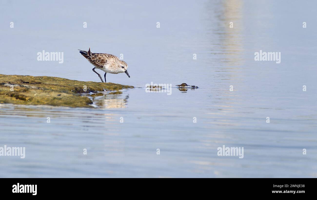 Les oiseaux à cou rouge (Calidris ruficollis) se nourrissent dans les vasières du sud de la Thaïlande Banque D'Images