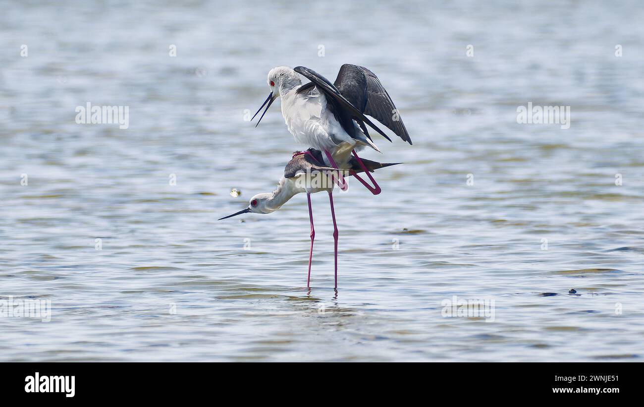 Couple d'alevins à ailettes noires (Himantopus himantopus) s'accouplant en eau peu profonde dans le sud de la Thaïlande Banque D'Images