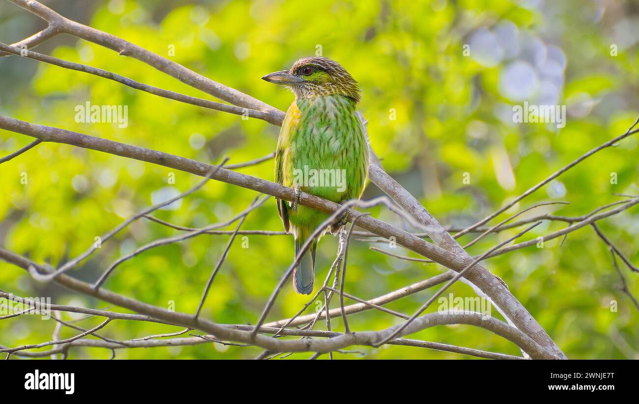 Barbet à oreilles vertes (Psilopogon faiostrictus) oiseau vert perché dans le désordre de bâtons au parc national de Khao yoi, Thaïlande Banque D'Images