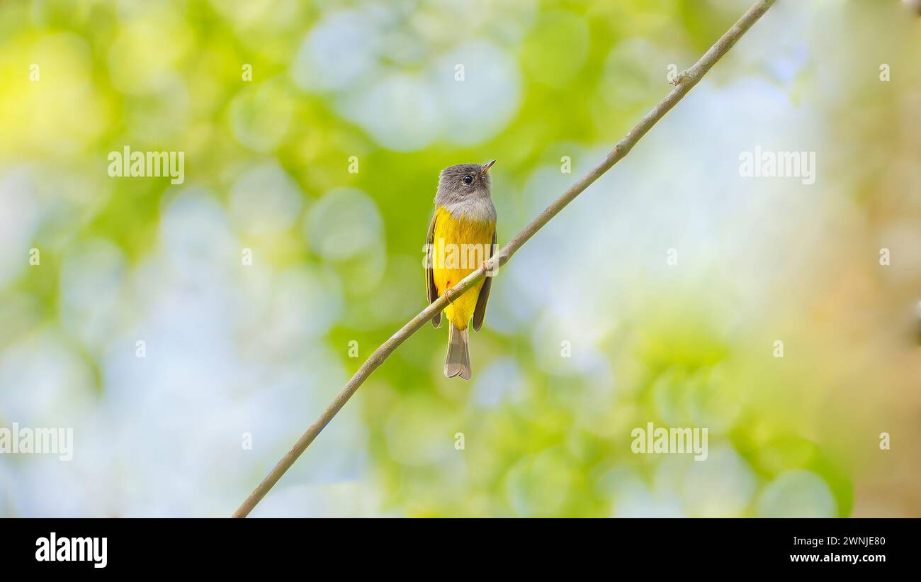 Catcheur de mouches à canaris à tête grise (Culicicapa ceylonensis), Thaïlande Banque D'Images