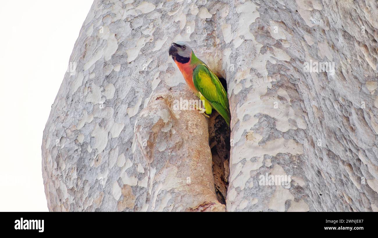 Oiseau perruche à poitrine rouge (Psittacula alexandri) émergeant d'un creux de nid dans un grand arbre en Thaïlande Banque D'Images