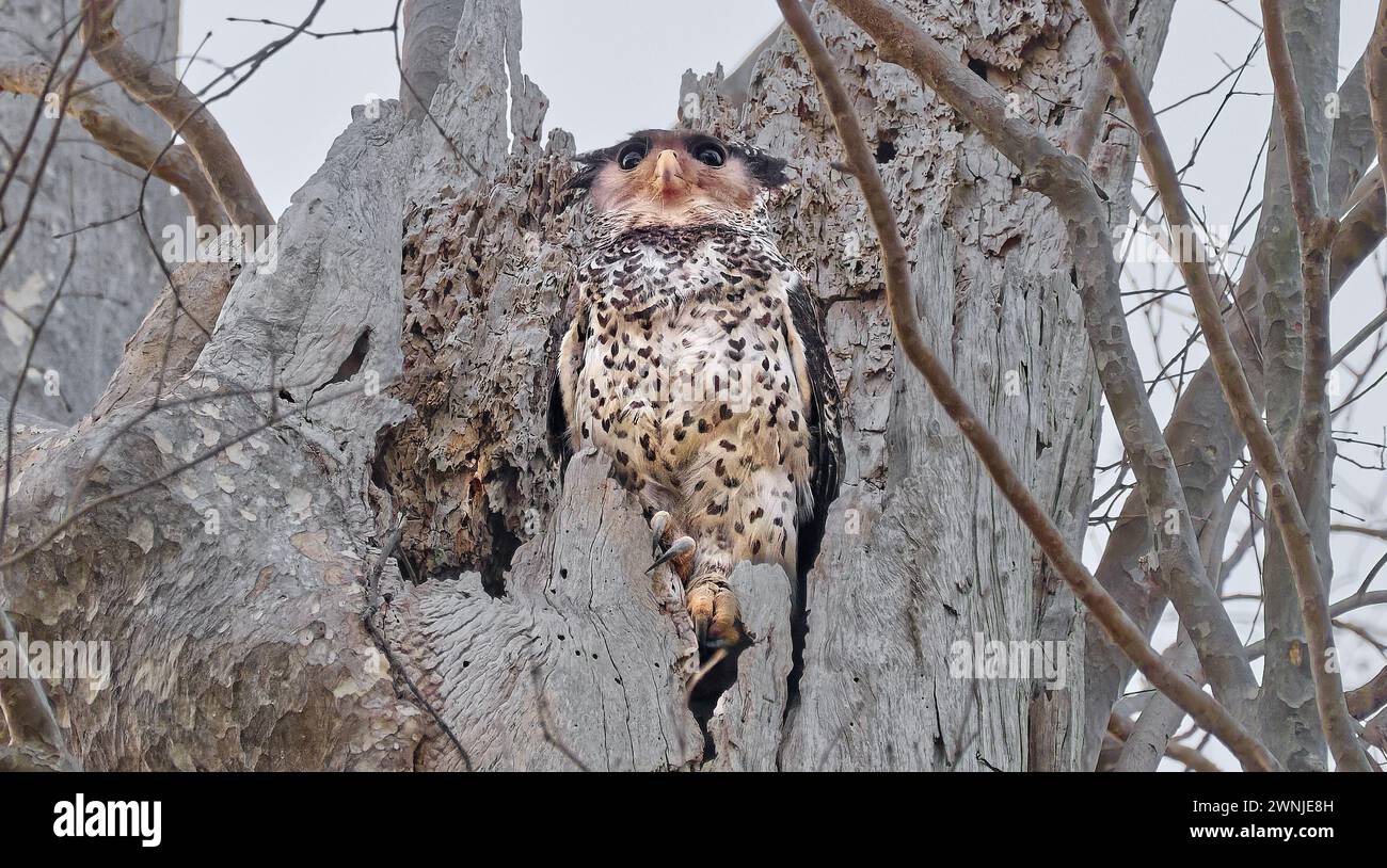 Oiseau à ventre tacheté Eagle-Owl (Ketupa nipalensis) émergeant d'un nid creux dans un arbre en Thaïlande Banque D'Images