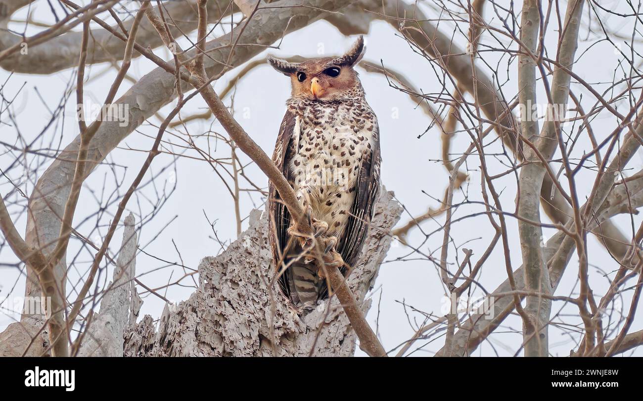 Oiseau à ventre tacheté Eagle-Owl (Ketupa nipalensis) émergeant d'un nid creux dans un arbre en Thaïlande Banque D'Images