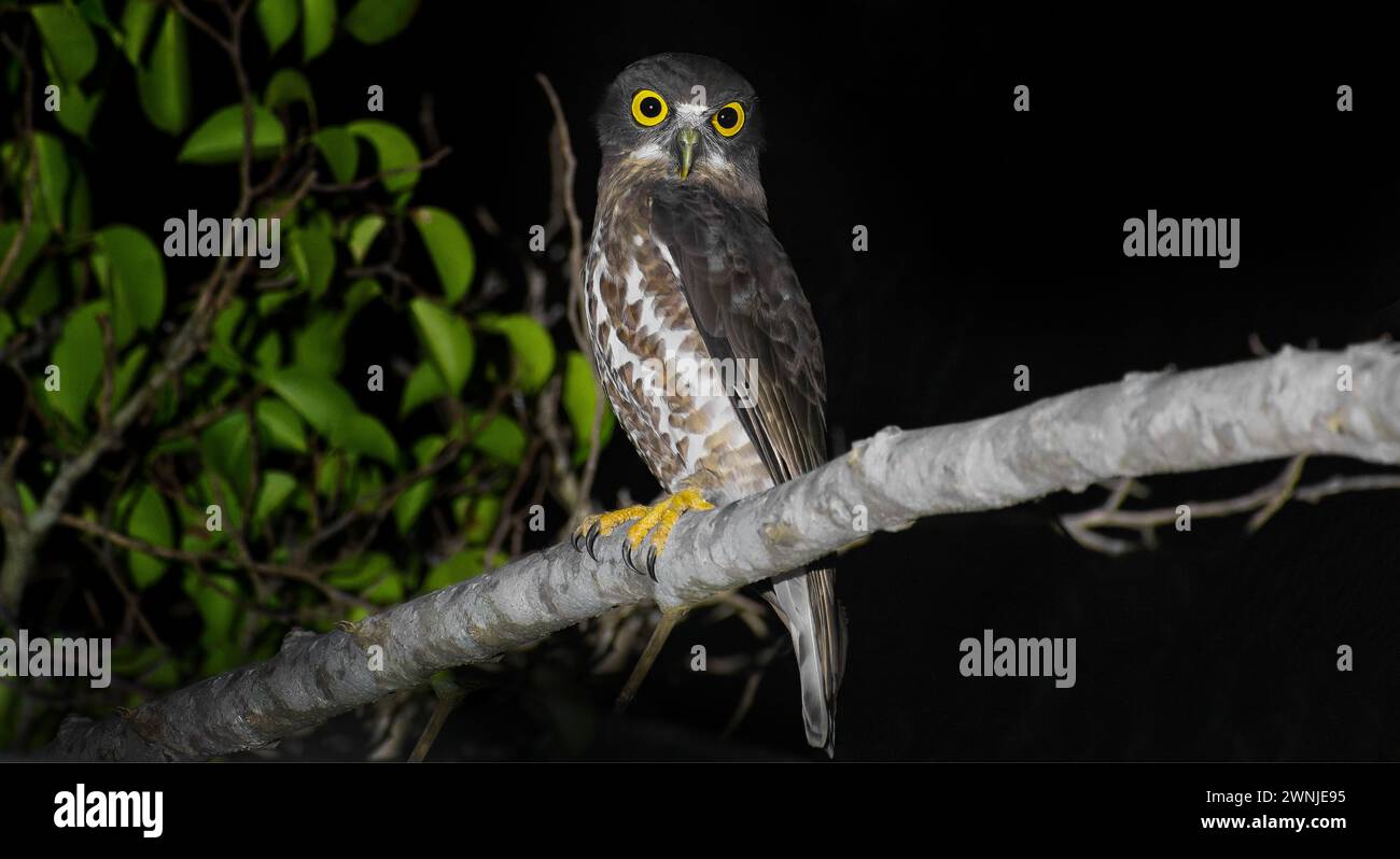 Hibou oiseau brun Boobook (Ninox scutulata) perché sur branche la nuit sous les projecteurs près de Khao Yoi, Thaïlande Banque D'Images