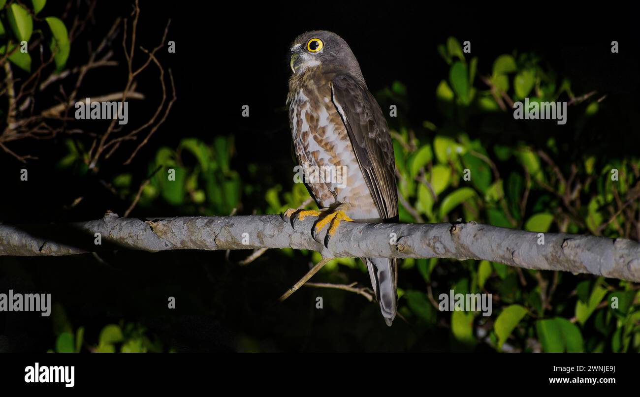 Hibou oiseau brun Boobook (Ninox scutulata) perché sur branche la nuit sous les projecteurs près de Khao Yoi, Thaïlande Banque D'Images