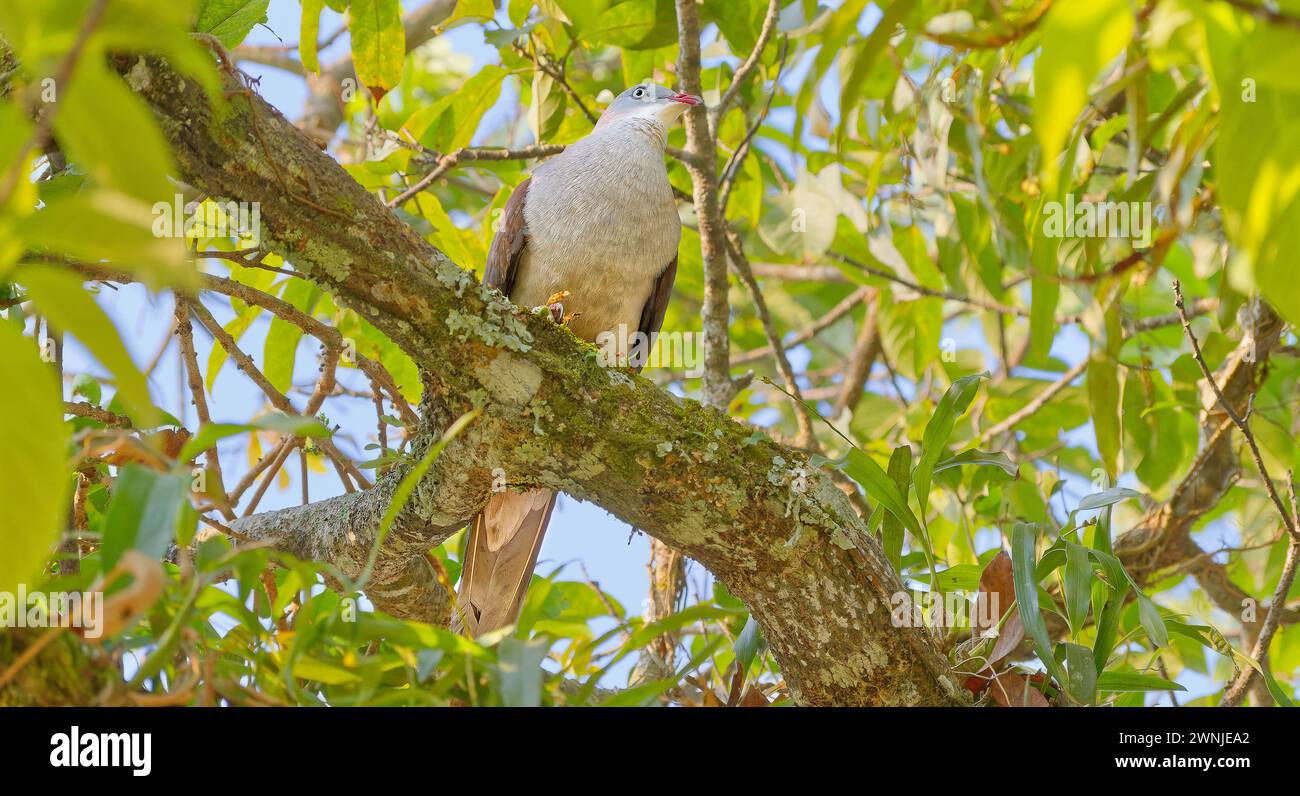 Pigeon impérial de montagne (Ducula badia), parc national de Khao Yoi près de Bangkok, Thaïlande Banque D'Images