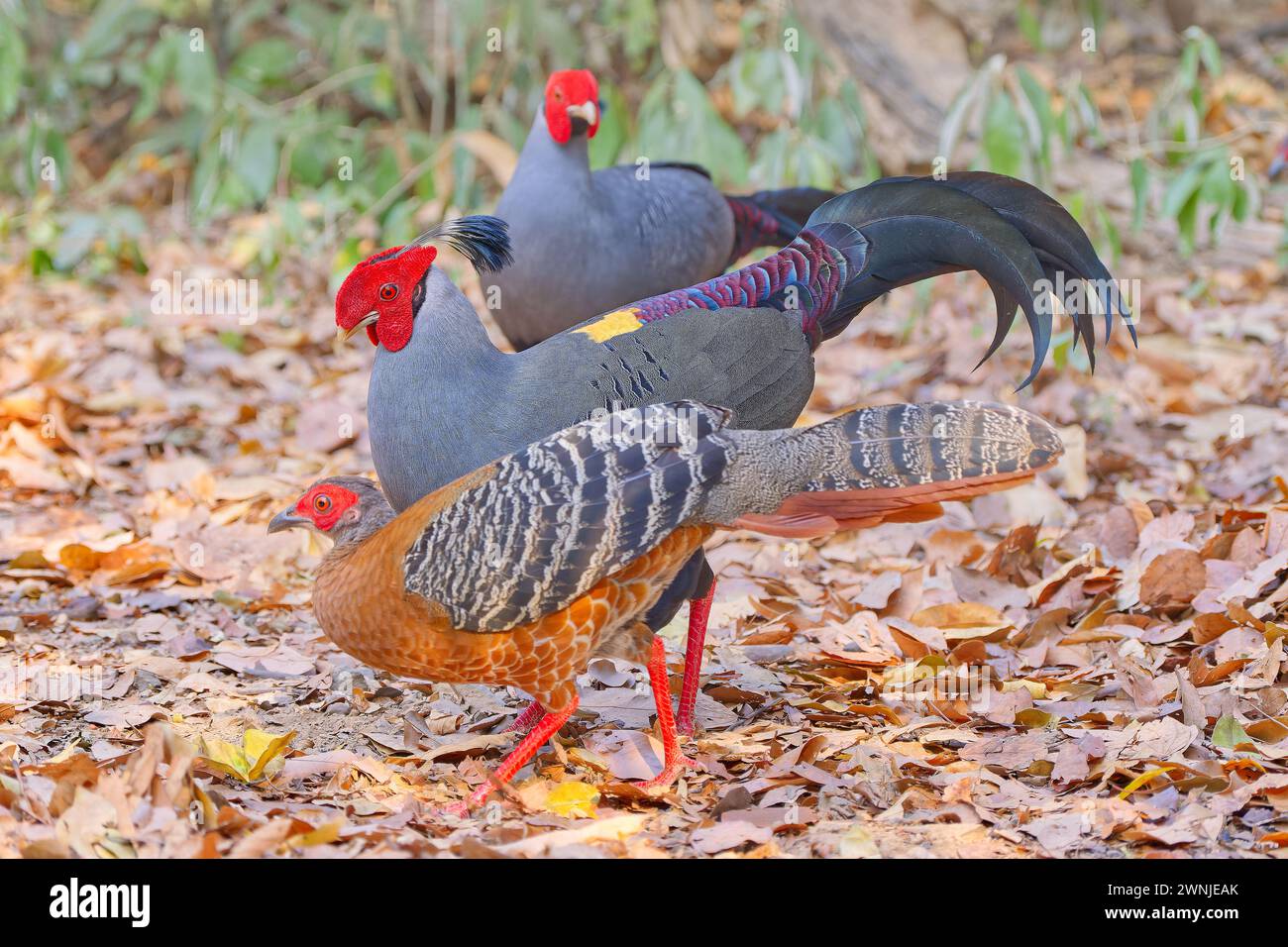Mâles et femelles de sapin siamois (Lophura diardi) oiseau national thaïlandais, sur un sol feuillu dans la forêt de Diptérocarpe près de Chiang mai, Thaïlande Banque D'Images