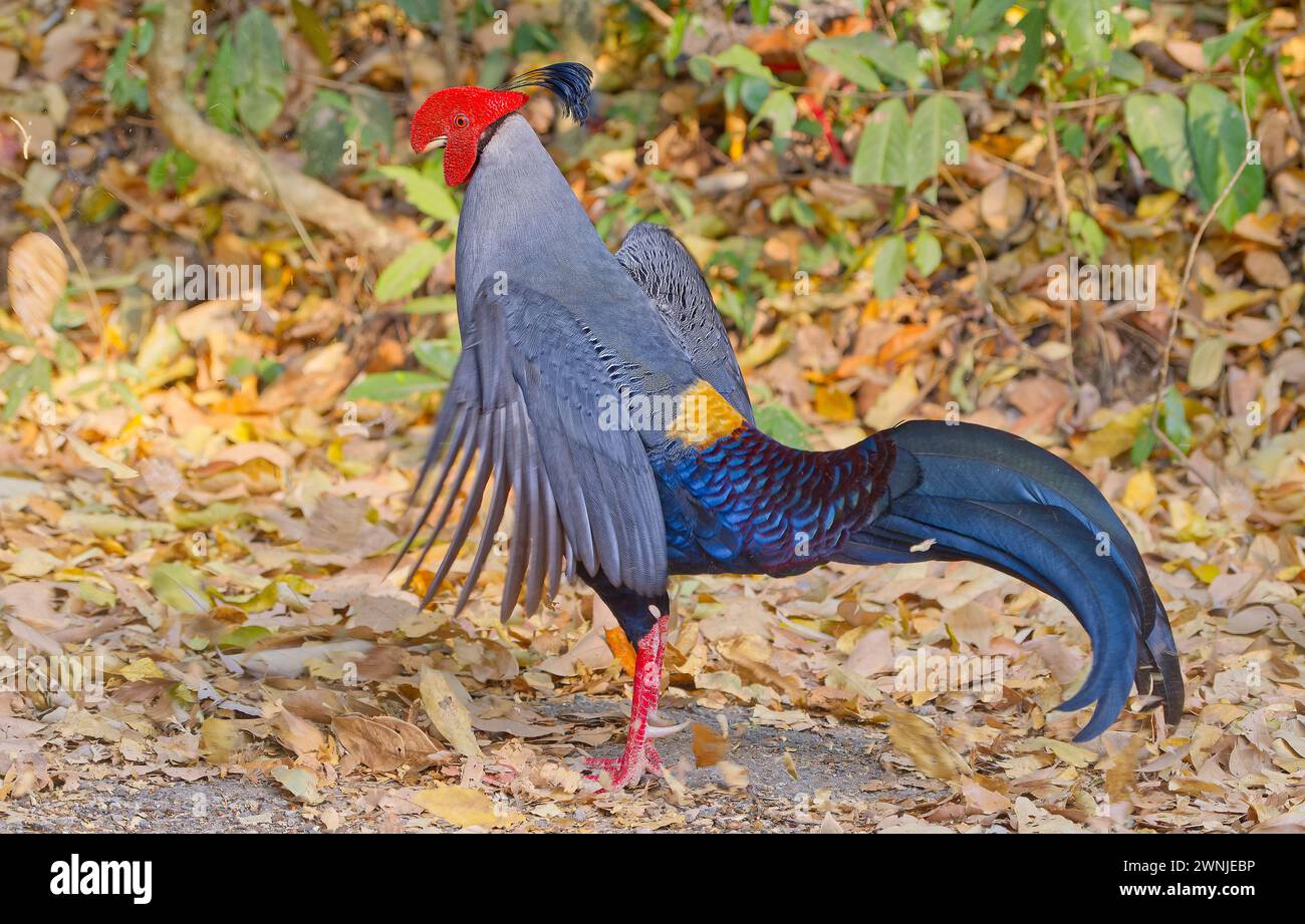 Mâle siamois Fireback (Lophura diardi) faisan oiseau national thaïlandais, sur un terrain feuillu dans la forêt de Diptérocarpe près de Chiang mai, Thaïlande Banque D'Images