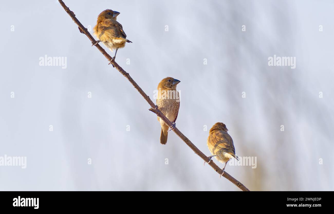 Oiseaux munia à poitrine écailleuse (Lonchura punctulata) sur une brindille avec un fond flou clair à Chiang mai, Thaïlande Banque D'Images