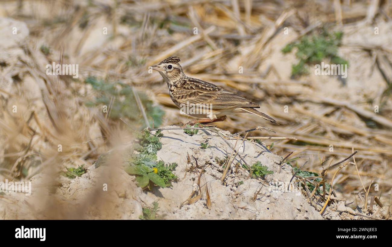 Oiseau de Skylark oriental (Alauda gulgula) sur un sol sablonneux dans les herbes, Chiang mai, Thaïlande Banque D'Images
