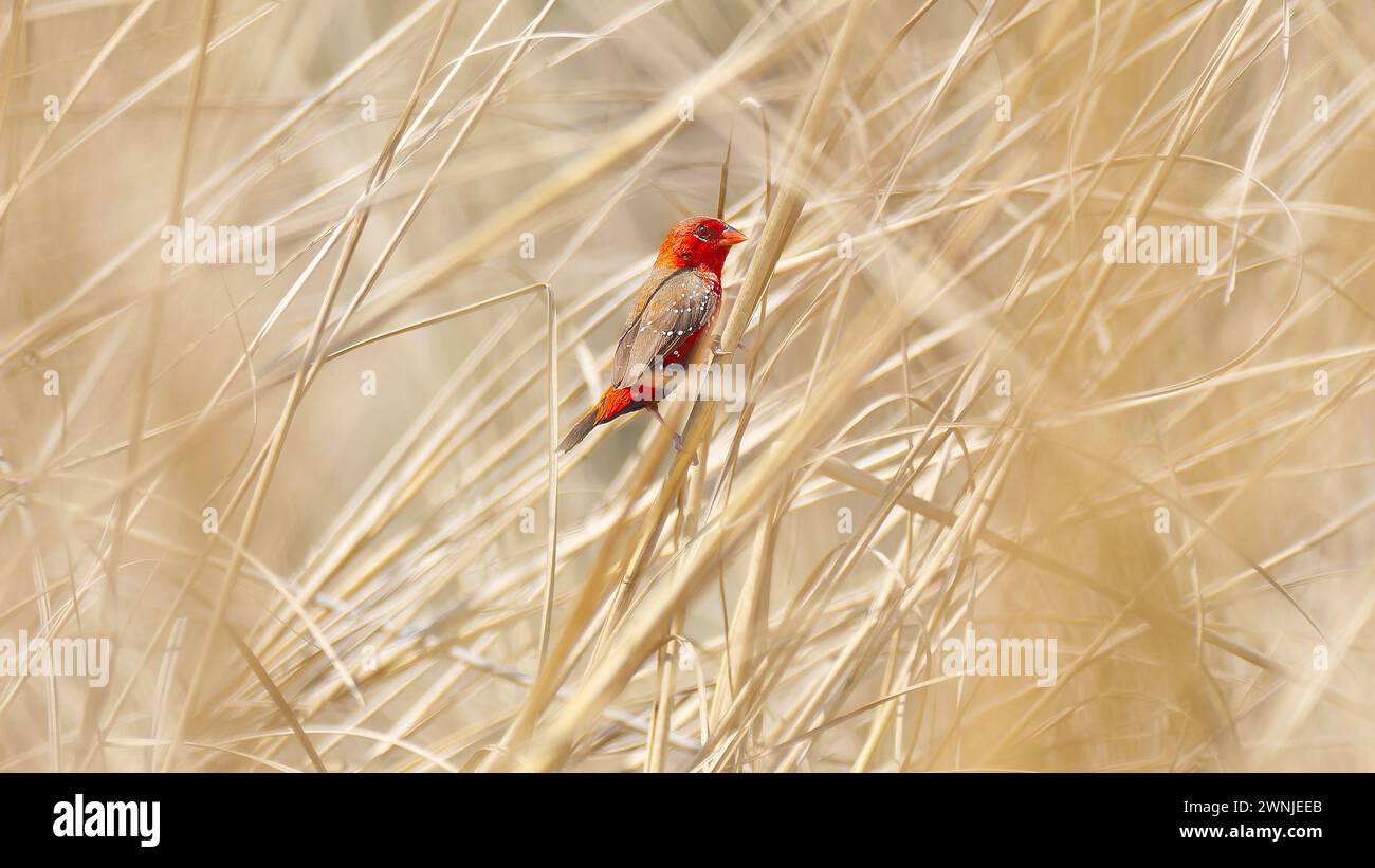 Avadavat rouge mâle caché dans le champ d'herbe jaune, Chiang mai, Thaïlande Banque D'Images