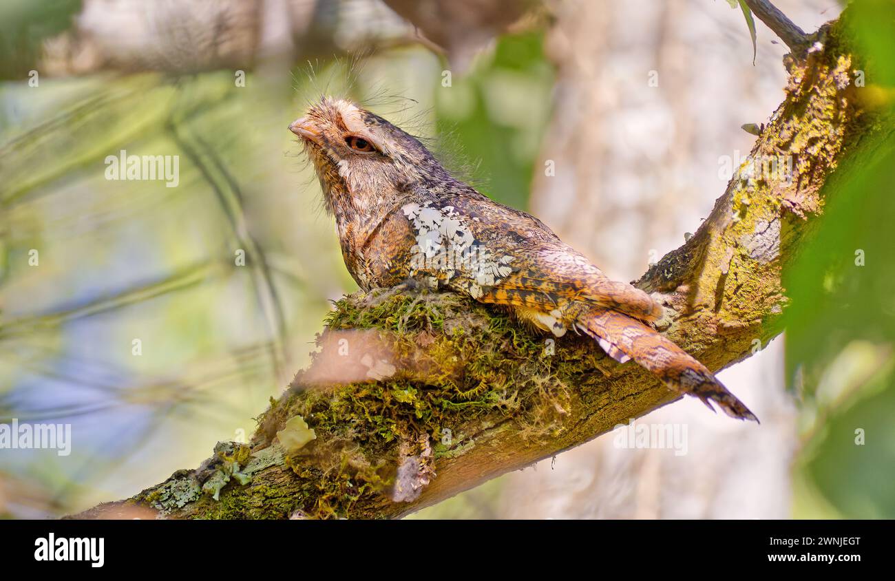 Oiseau de Hodgson (Batrachostomus hodgsoni) assis sur un nid dans un arbre ombragé, Chiang mai, Thaïlande Banque D'Images