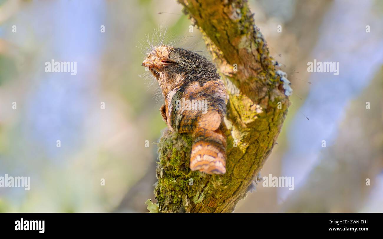 Oiseau de Hodgson (Batrachostomus hodgsoni) assis sur un nid dans un arbre ombragé, Chiang mai, Thaïlande Banque D'Images
