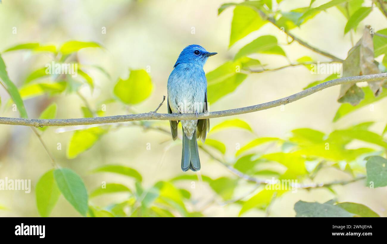 Oiseau mouche bleu pâle (Cyornis unicolor) perché sur une branche à l'ombre avec des feuilles vertes ternes, Chiang mai, Thaïlande Banque D'Images