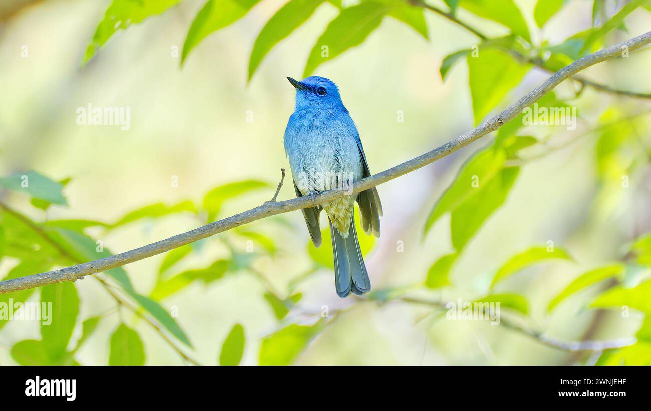 Oiseau mouche bleu pâle (Cyornis unicolor) perché sur une branche à l'ombre avec des feuilles vertes ternes, Chiang mai, Thaïlande Banque D'Images