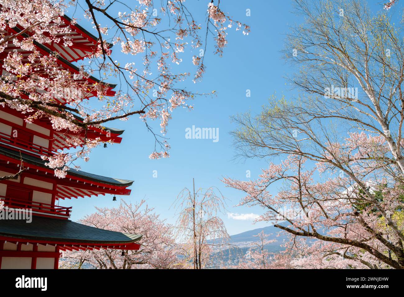 Parc Arakurayama Sengen Pagode Chureito et montagne Fuji avec des cerisiers en fleurs à Yamanashi, Japon Banque D'Images