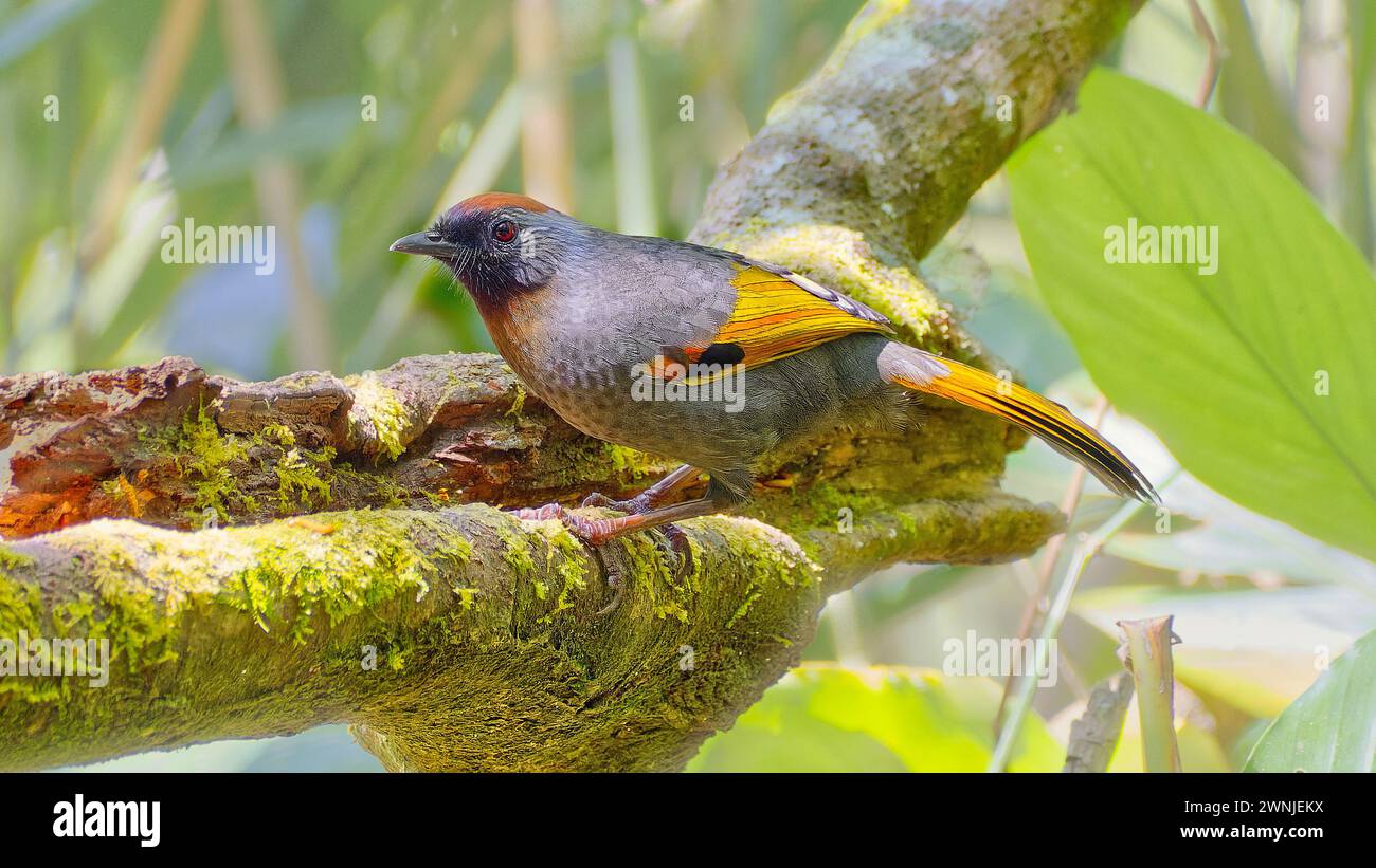 Laughingthrush aux oreilles argentées perché sur une branche, Chiang mai, Thaïlande Banque D'Images