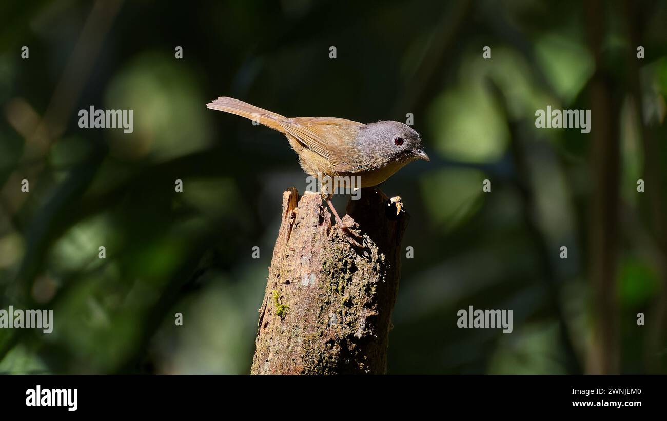 Yunnan Fulvetta (Alcippe fratercula) oiseau perché sur une bûche, Chiang mai, Thaïlande Banque D'Images