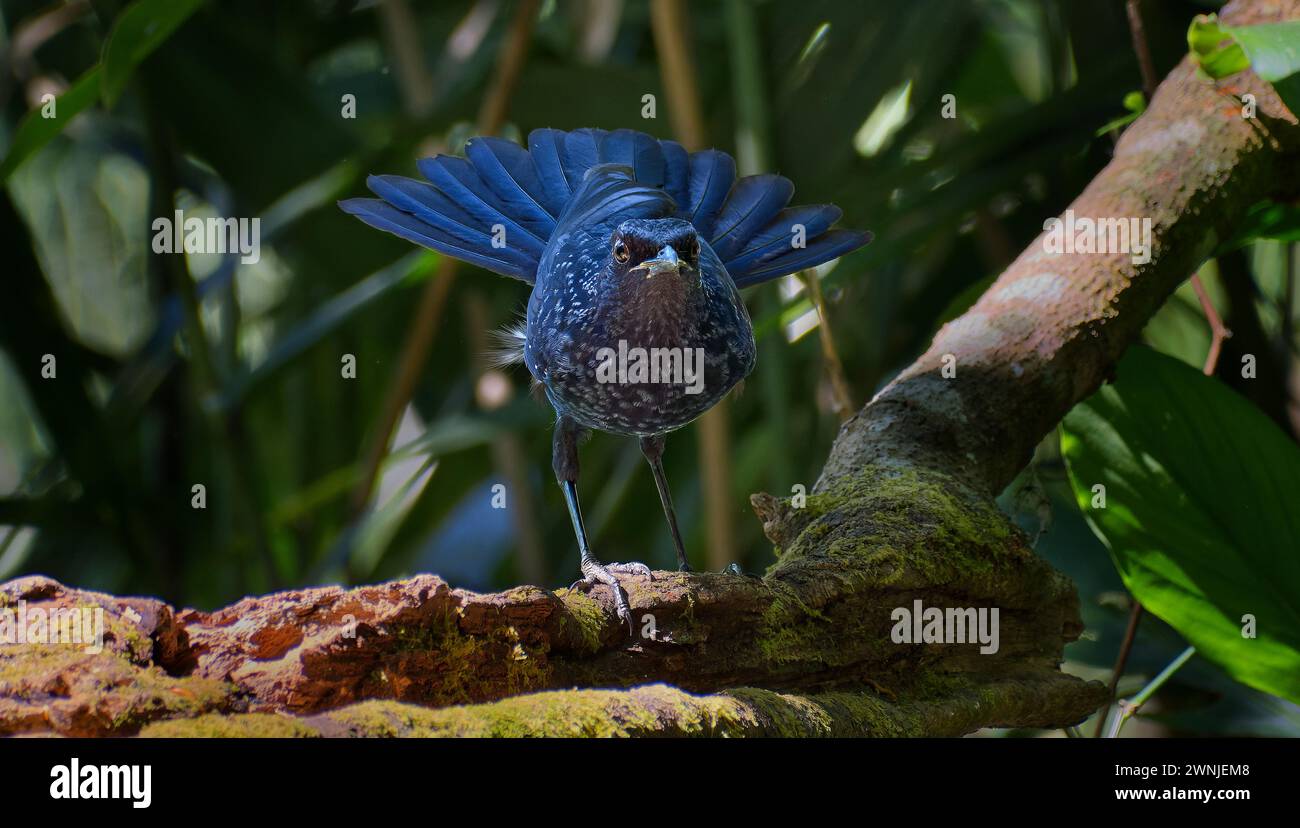 Muguet sifflant bleu (Myophonus caeruleus) oiseau bleu en éventail sa queue lorsqu'il atterrit sur une bûche dans la forêt, Chiang mai, Thaïlande Banque D'Images
