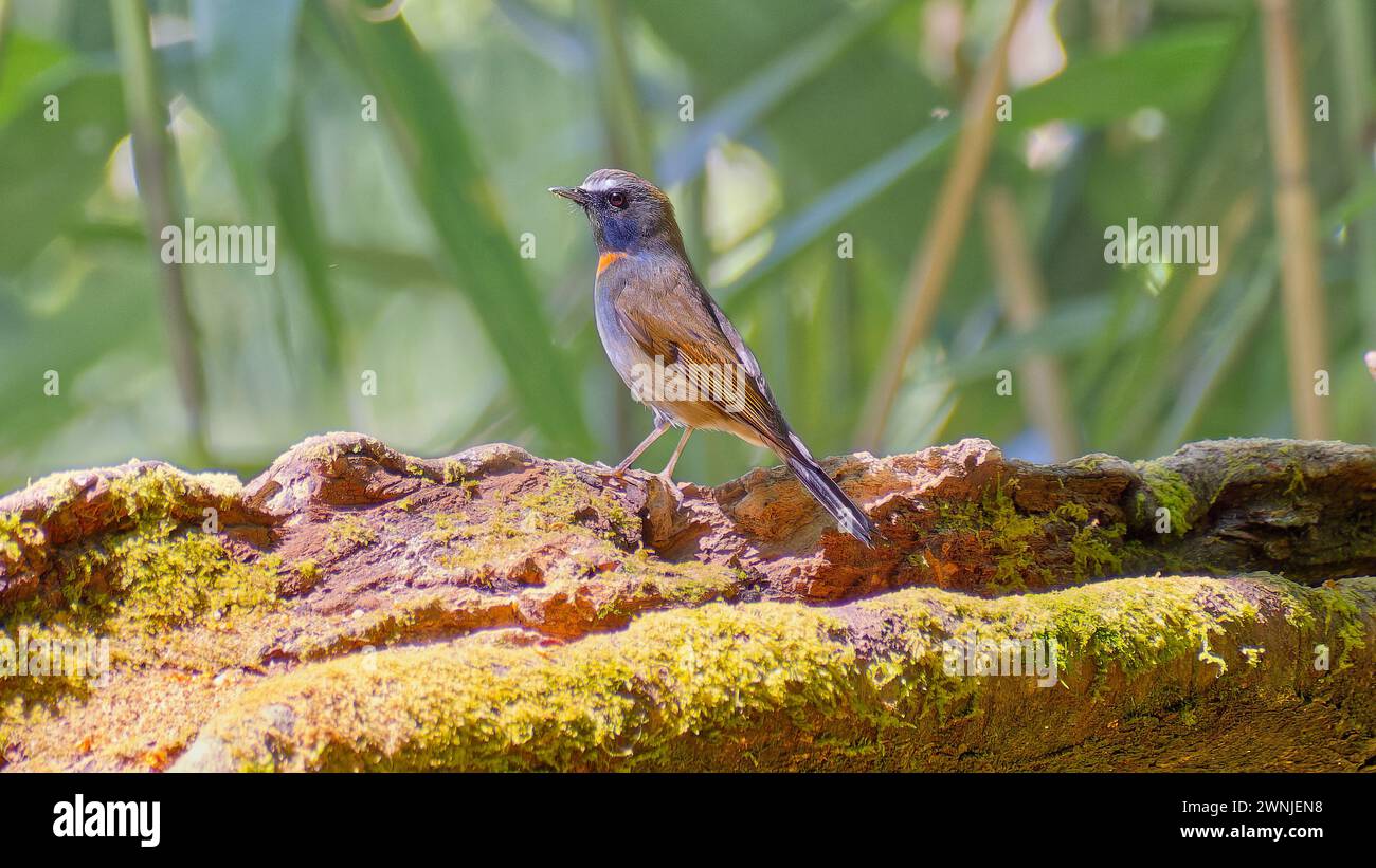 Oiseau Flycatcher (Ficedula strophiata) à gorges roufous perché sur une bûche dans la forêt, Chiang mai, Thaïlande Banque D'Images