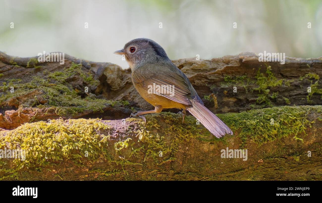 Yunnan Fulvetta (Alcippe fratercula) oiseau perché sur une bûche, Chiang mai, Thaïlande Banque D'Images