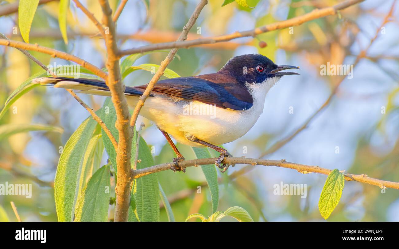 Oiseau Sibia (Leioptila annectens) à dos roux perché sur la branche, Chiang mai, Thaïlande Banque D'Images