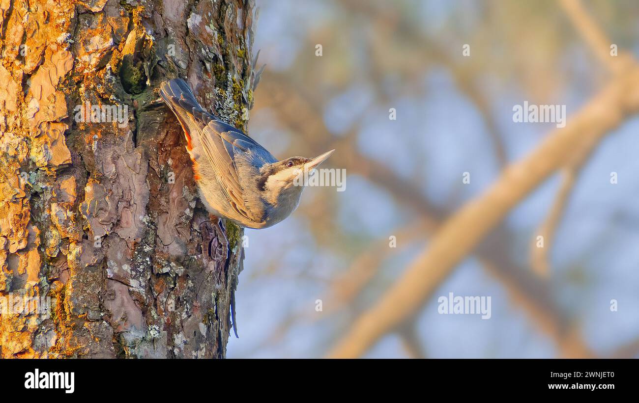 La noix géante (Sitta magna) accrochée au côté d'un pin à trois aiguilles à l'aube à Chiang mai, Thaïlande Banque D'Images