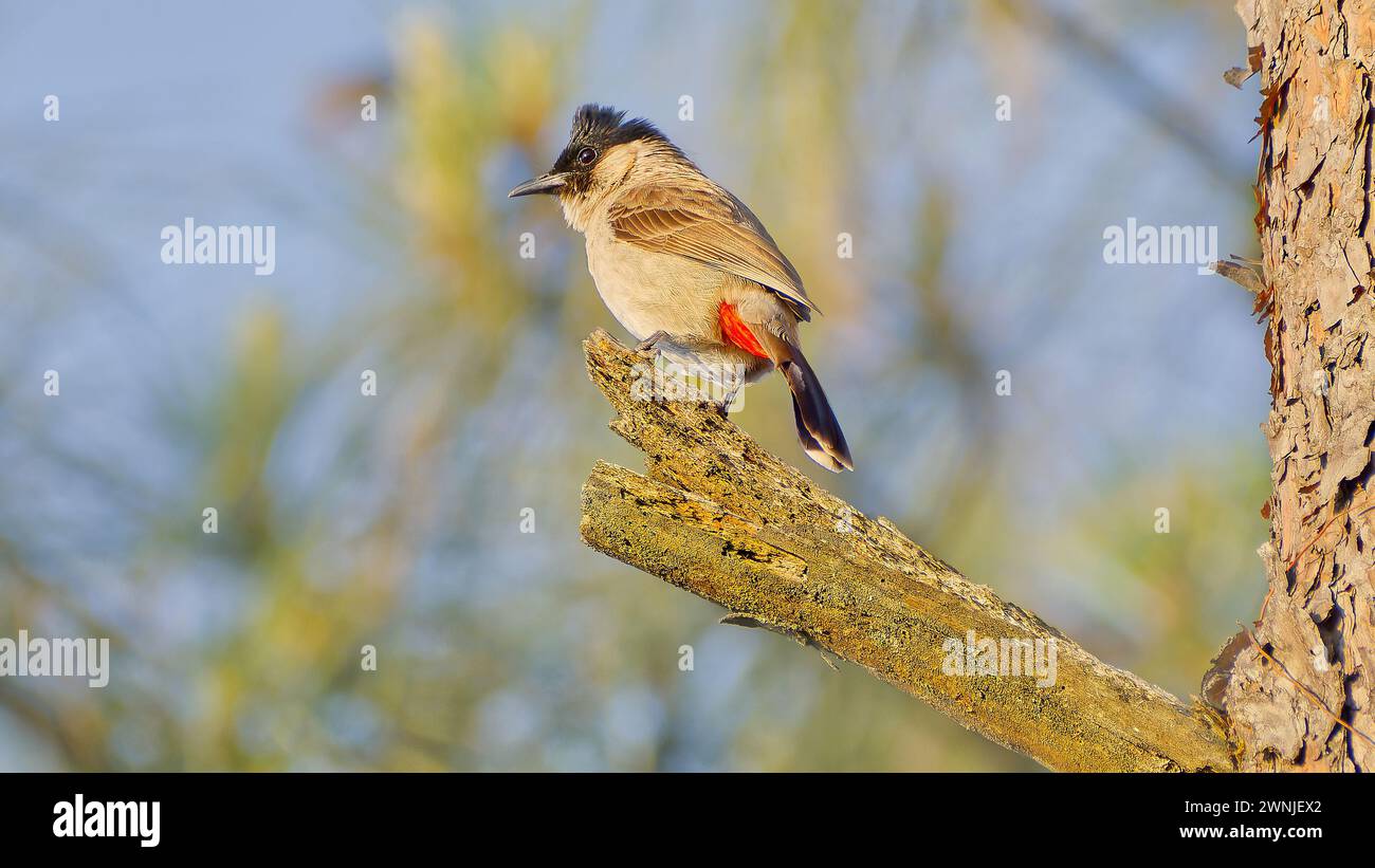 Bulbul à tête de suie (Pycnonotus aurigaster) oiseau avec évent rouge perché sur l'arbre, Chiang mai, Thaïlande Banque D'Images