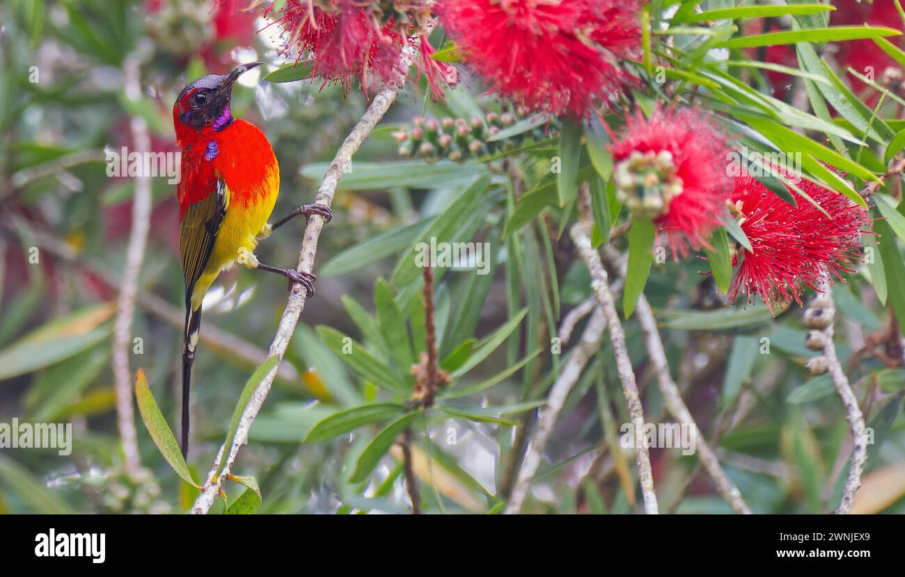 Mâle MRS Gould's sunbird perché dans l'australienne Melaleuca Callistemon, Chiang mai, Thaïlande Banque D'Images